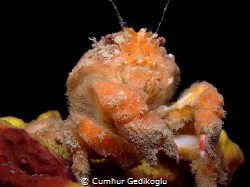 Dromia personata
A Sponge crab by Cumhur Gedikoglu 